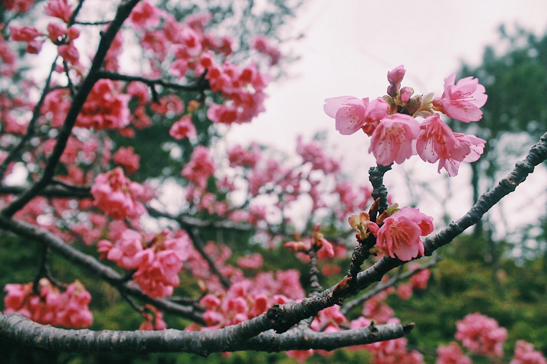 Cherry blossom onlyfans