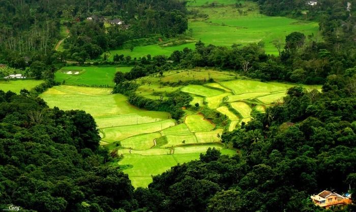 wayanad-or-coorg-your-complete-guide-1 Wayanad or Coorg-Your Complete Guide