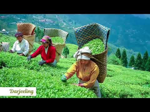 Tea Tourism of India