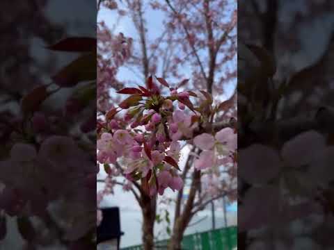 Cherry Blossoms | Nainital