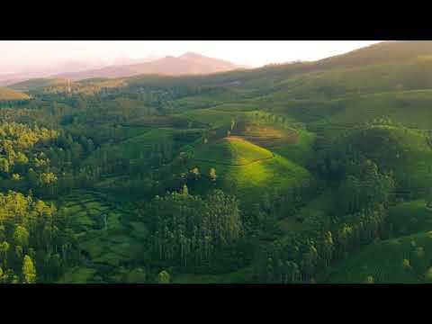 Experience The Emerald Haven in Kerala | Munnar